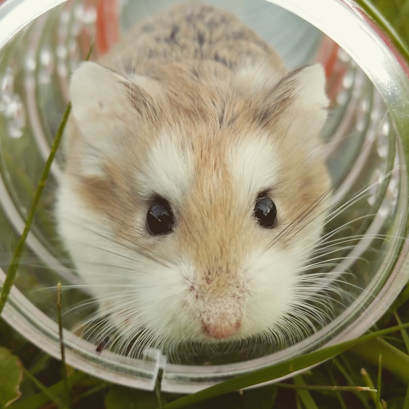 Hamsterların Sağlık Kontrolleri ve Yaygın Hastalıkları Nasıl Önlenir?