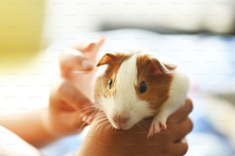 Hamsterların Strese Girmesini Önlemek İçin Hangi Adımlar Atılmalıdır?Hamster