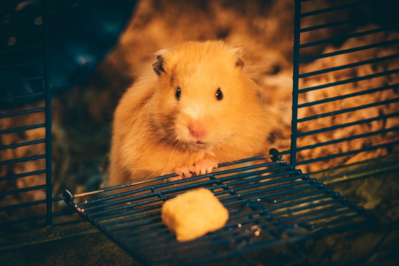 Hamsterların Uykusu ve Günlük Dinlenme İhtiyaçları Nasıl Karşılanmalıdır?