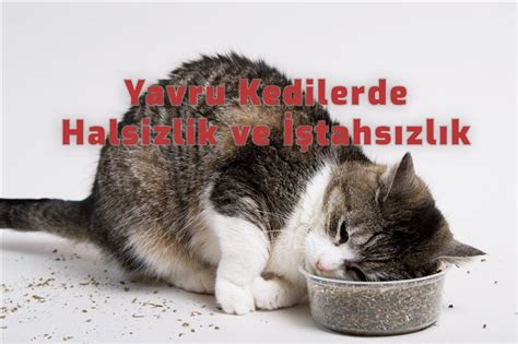 Kedilerde Halsizlik ve İştahsızlık