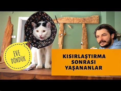 Kedilerin kokulara tepkisi nasıl değişir?