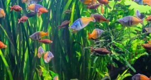 Gourami Balıkları İçin Minimalist Akvaryum Tasarımı ve Bitki Seçimi