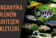 Tanganyika Gölü Akvaryumları İçin Sahte Kayalıklar ve Balık Türleri