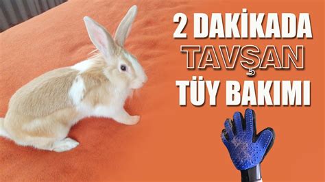 Tavşan Tüy Bakımında Beslenme Rolü